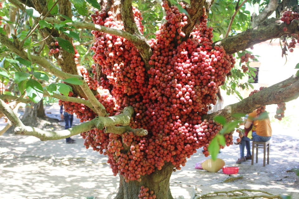 Cận cảnh vườn dâu đỏ “lạ” trên phố núi - 2
Mỗi cây dâu đỏ như thế này có thể cho thu hoạch hàng chục kg. Loại dâu này đang có giá 20 ngàn đồng/kg