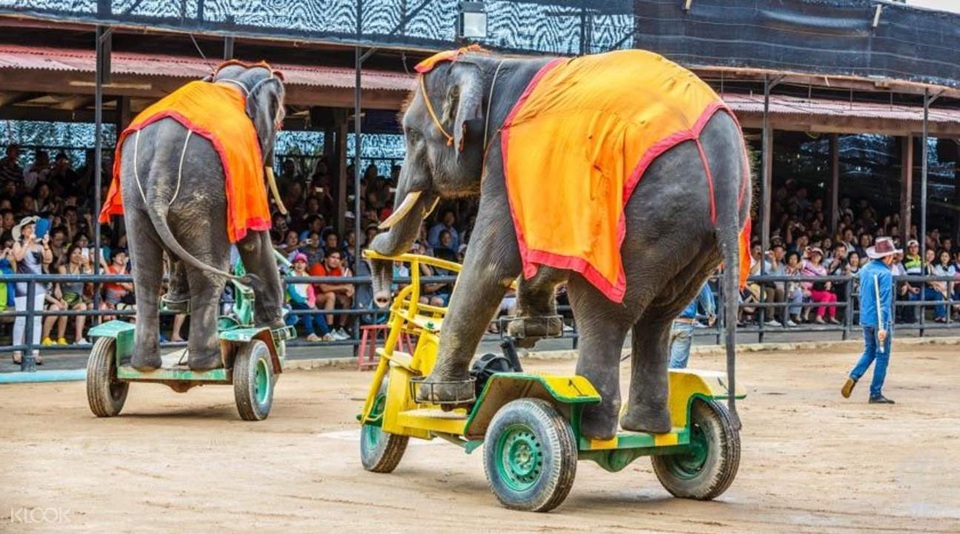 Du lịch xanh ở thiên đường Nong Nooch thu hút du khách Việt - 4 Show biểu diễn voi tại công viên