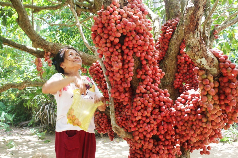 Cận cảnh vườn dâu đỏ “lạ” trên phố núi - 4 Mỗi năm, những người dân thôn An Điền Bắc có thể thu hàng chục triệu từ loại cây rừng này