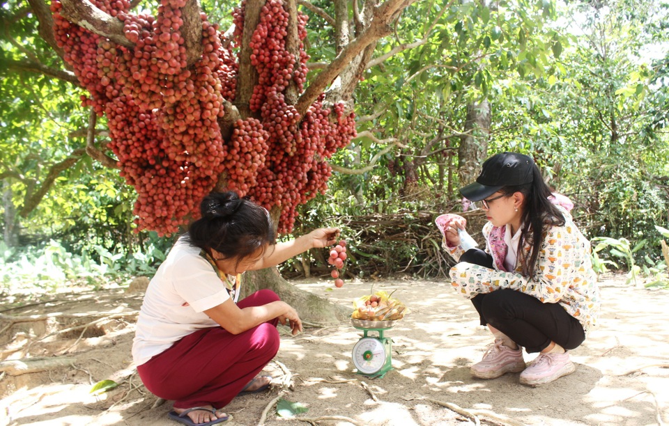 Cận cảnh vườn dâu đỏ “lạ” trên phố núi - 7 Vừa ngắm nhìn và mua những trái dâu đỏ về làm quà cho người thân, bạn bè