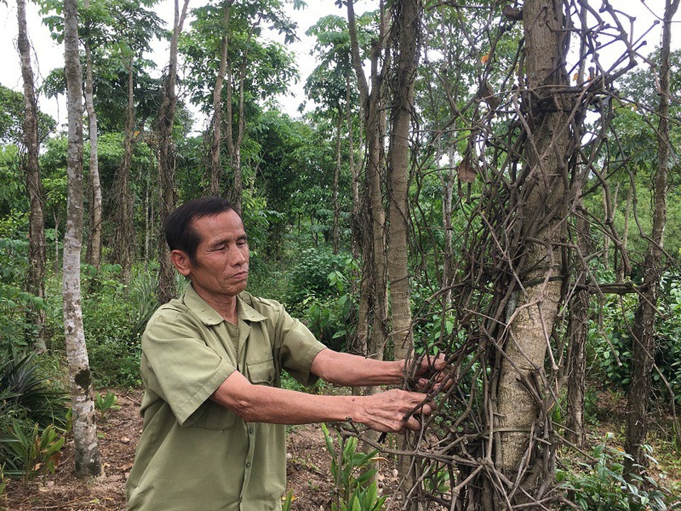 Đối với gia đình ông Phan Văn Thảnh, vườn tiêu gần 800 gốc xanh tốt nay đã không còn