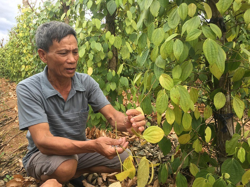 Tiêu chết hàng loạt khiến ông Dục vô cùng lo lắng