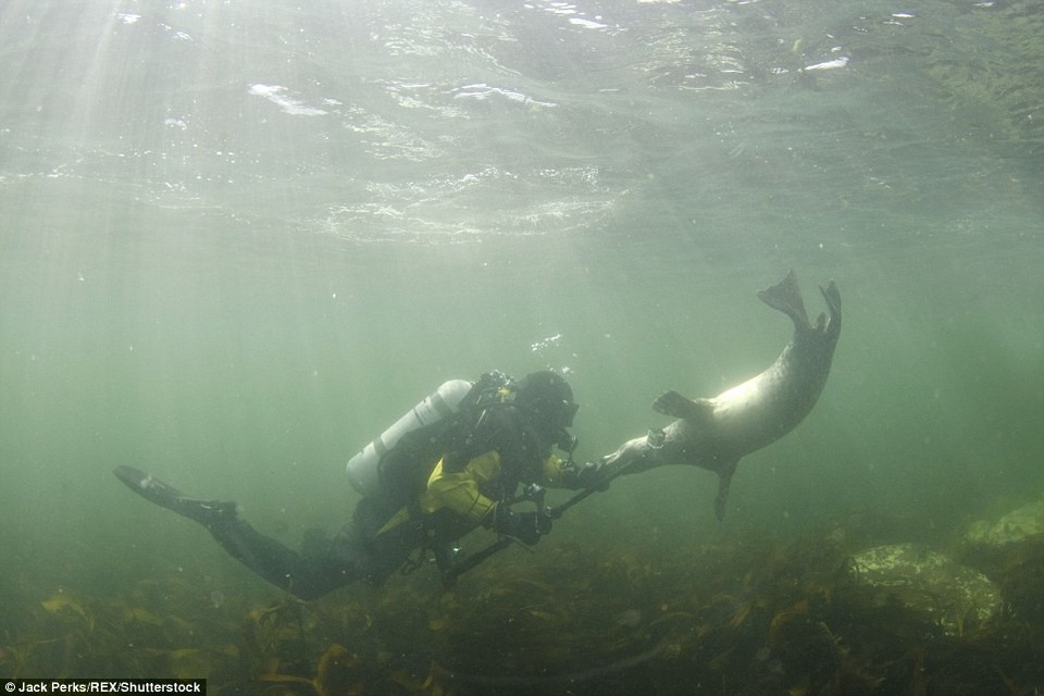 Hải cẩu thích thú với các thiết bị ghi hình dưới nước.