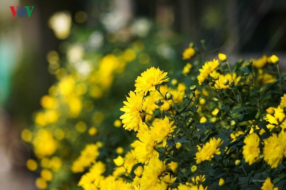 Đẹp nao lòng sắc màu thu Hà Nội - 12