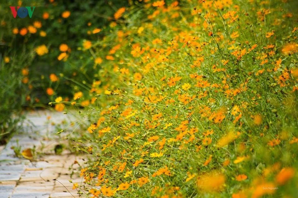 Đẹp nao lòng sắc màu thu Hà Nội - 15