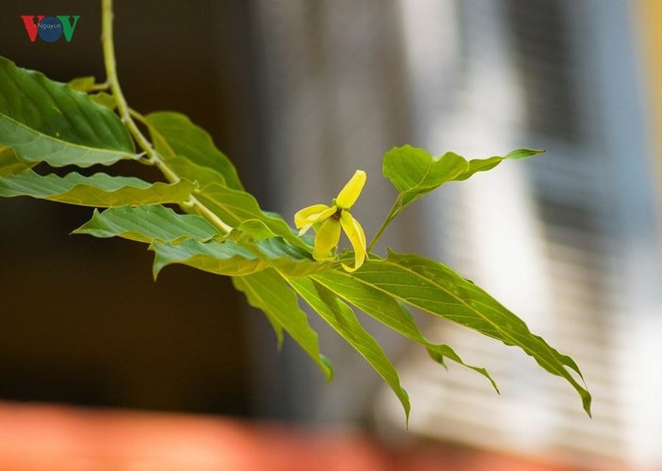 Đẹp nao lòng sắc màu thu Hà Nội - 6