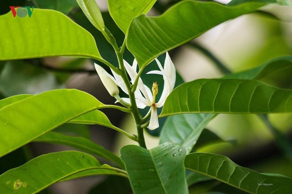 Đẹp nao lòng sắc màu thu Hà Nội - 7