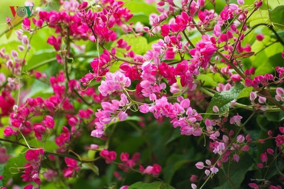 Đẹp nao lòng sắc màu thu Hà Nội - 8