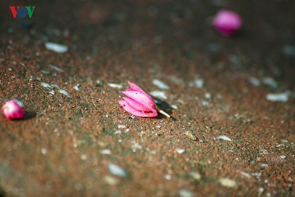 Đẹp nao lòng sắc màu thu Hà Nội - 9