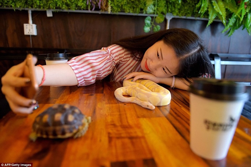 Đến quán cafe cảm giác mạnh: Chơi cùng rắn, bọ cạp và cự đà - 1 Quán cafe với nhiều loài bò sát đầu tiên ở Campuchia thu hút đông đảo thực khách là giới trẻ