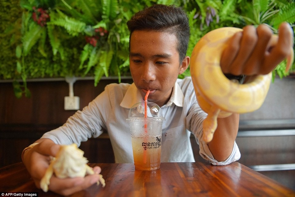 Đến quán cafe cảm giác mạnh: Chơi cùng rắn, bọ cạp và cự đà - 5 Đến quán cafe cảm giác mạnh: Chơi cùng rắn, bọ cạp và cự đà - 5