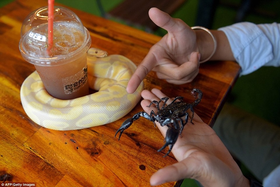 Đến quán cafe cảm giác mạnh: Chơi cùng rắn, bọ cạp và cự đà - 6 Đùa nghịch cùng rắn và bọ cạp