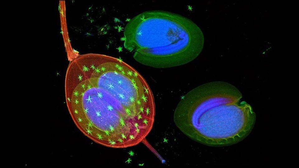 Cây chảy máu… kim loại? - 3
Hạt của Alyssum murale, một thực vật siêu tích tụ khác, hình ảnh ghi lại nhờ huỳnh quang tia X. Niken được thể hiện bằng màu xanh dương. - Ảnh của Antony van der Ent