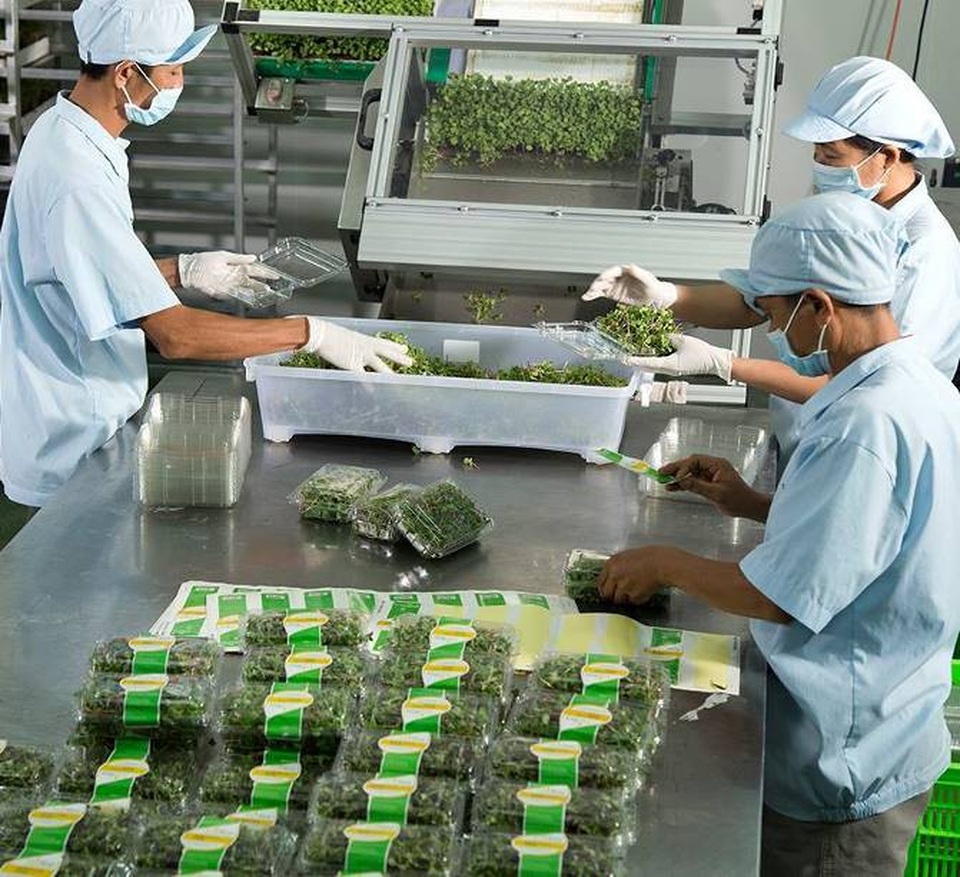Tận mắt khám phá hành trình nông sản từ nông trường tới mâm cơm gia đình - 6 Tận mắt khám phá hành trình nông sản từ nông trường tới mâm cơm gia đình - 6