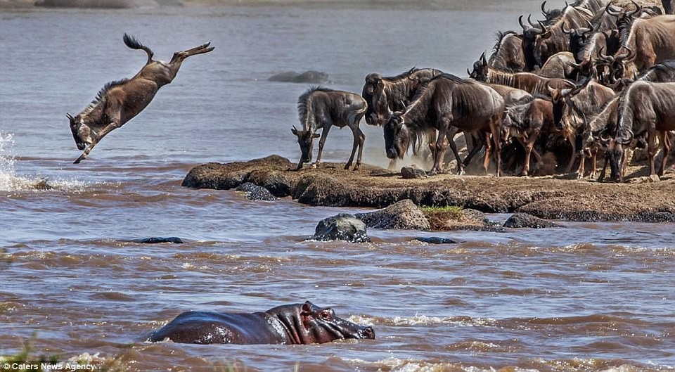 Những nguy hiểm luôn rình rập ngay dưới dòng sông tử thần, chờ sẵn bầy linh dương và ngựa vằn