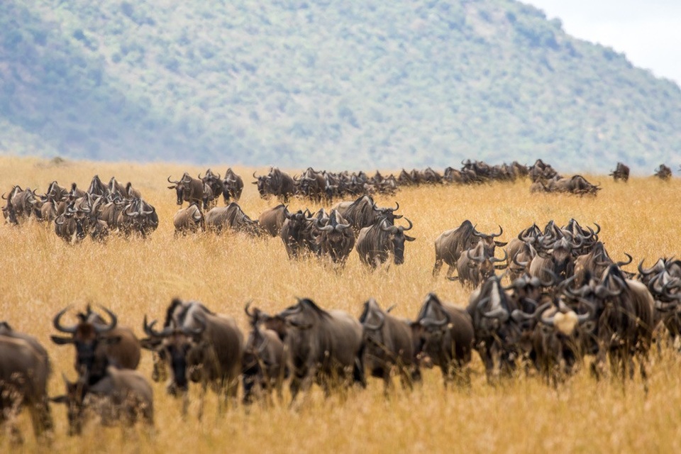 Tiếp đó là những cạn bẫy rình rập trên đồng cỏ chờ sẵn đoàn ở phía trước