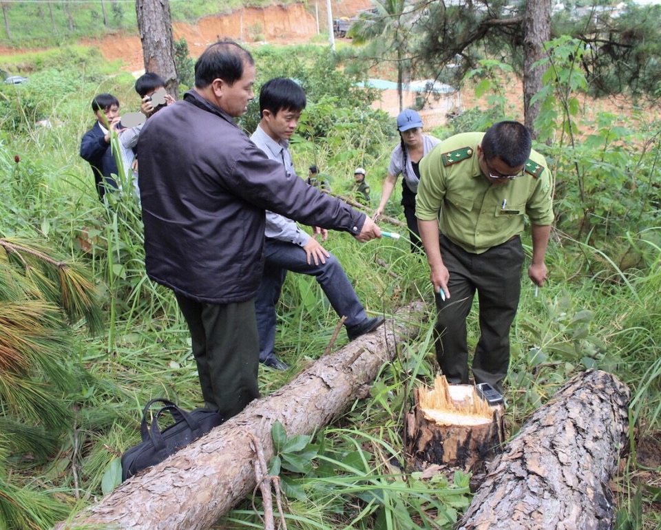 Điều tra, xử lý vụ chặt hạ rừng thông để chiếm đất - 2 Lực lượng chức năng đang kiểm đếm số thông bị chặt hạ