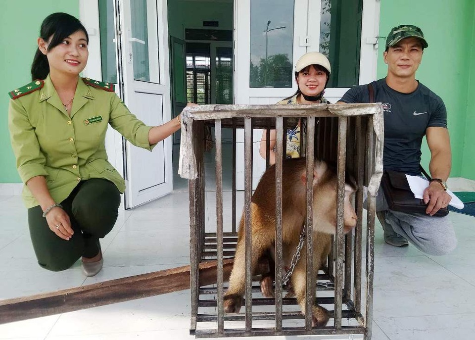 Góp tiền mua khỉ đuôi lợn thuộc Sách đỏ để giao kiểm lâm - 2 Hội cứu trợ Pet Huế bàn giao chú khỉ đuôi lợn quý hiếm cho Hạt Kiểm lâm TP Huế