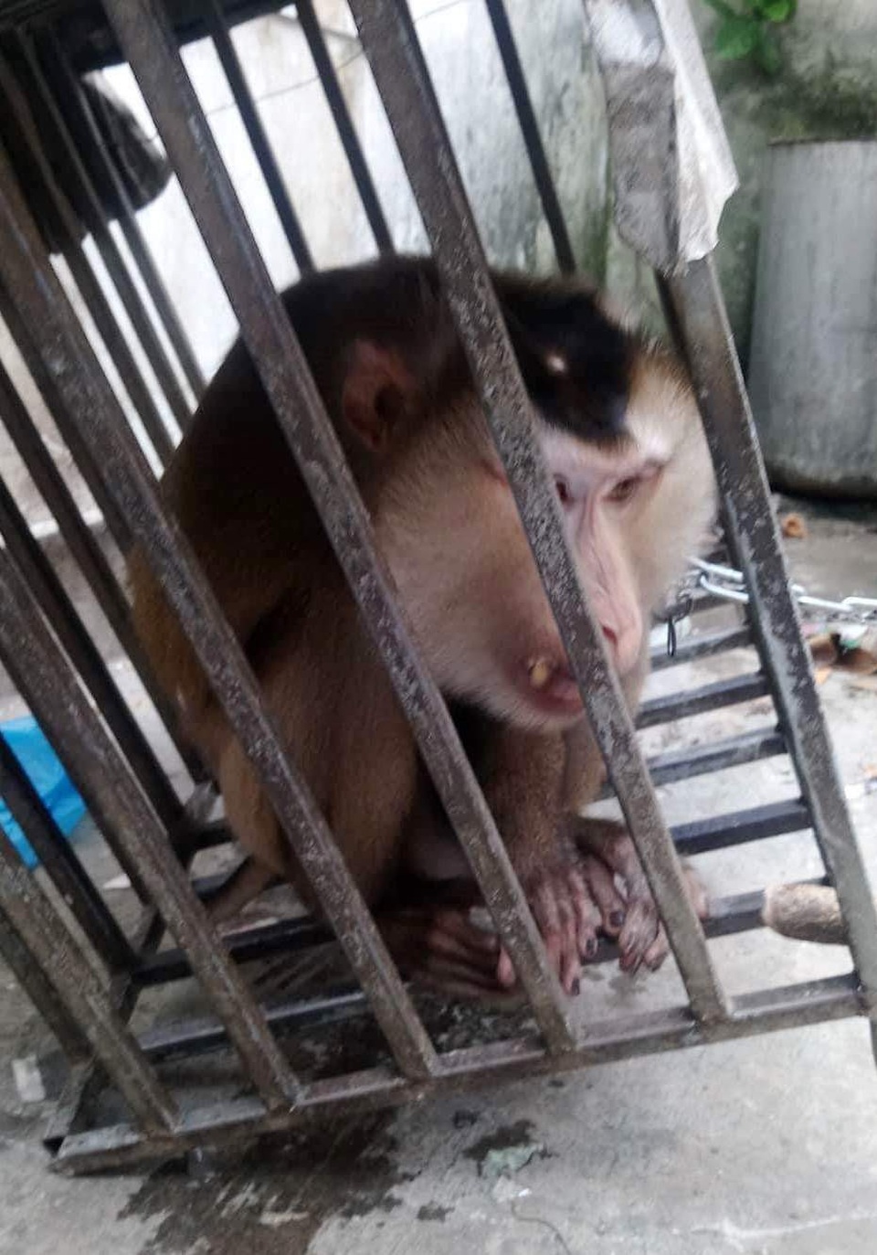 Góp tiền mua khỉ đuôi lợn thuộc Sách đỏ để giao kiểm lâm - 1 Chú khỉ đuôi lợn được giải cứu