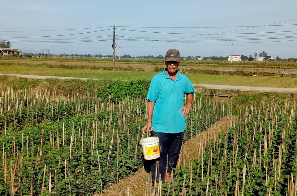 “Thủ phủ” hoa Tết Huế lo hoa không kịp nở đúng vụ - 4 Ông Dương Quang (62 tuổi) lo lắng hoa không nở kịp Tết