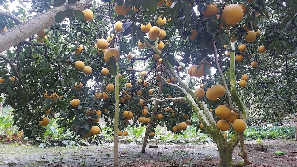 Dân trồng bưởi Diễn canh gác cả ngày chống trộm - 1
Cây bưởi Diễn 25 tuổi sai chĩu quả, chủ vườn phải dùng nạng để chống đỡ.