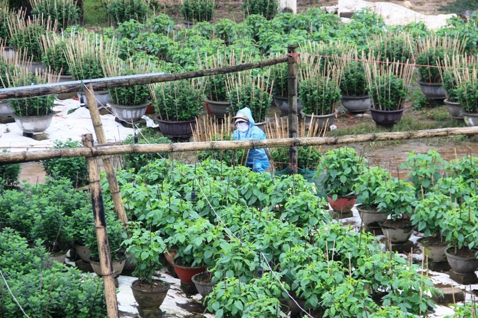 Làng hoa lâu đời nhất Quảng Trị tất bật chuẩn bị hoa Tết - 1 Người dân làng hoa An Lạc tất bật chuẩn bị hoa Tết