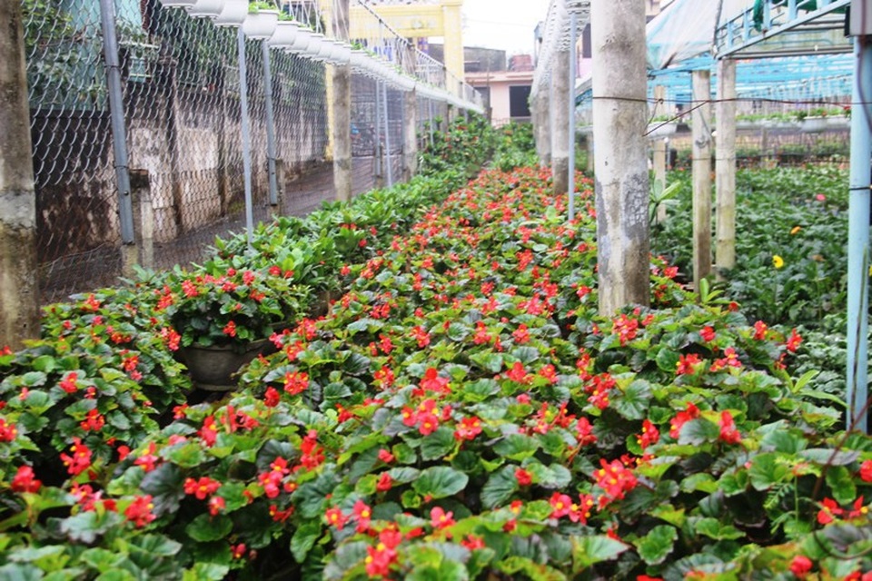 Làng hoa lâu đời nhất Quảng Trị tất bật chuẩn bị hoa Tết - 10 Rất nhiều loại hoa sẵn sàng phục vụ nhu cầu chơi Tết của người dân