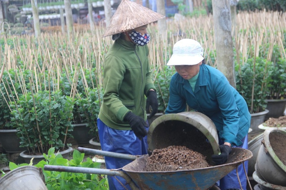 Làng hoa lâu đời nhất Quảng Trị tất bật chuẩn bị hoa Tết - 11 Người dân tất bật chuẩn bị đất trồng hoa