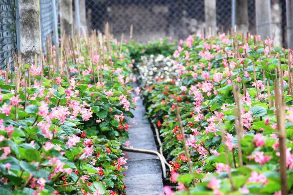 Làng hoa lâu đời nhất Quảng Trị tất bật chuẩn bị hoa Tết - 2 Hoa nho là loại được ưa chuộng nhiều trong những năm gần đây
