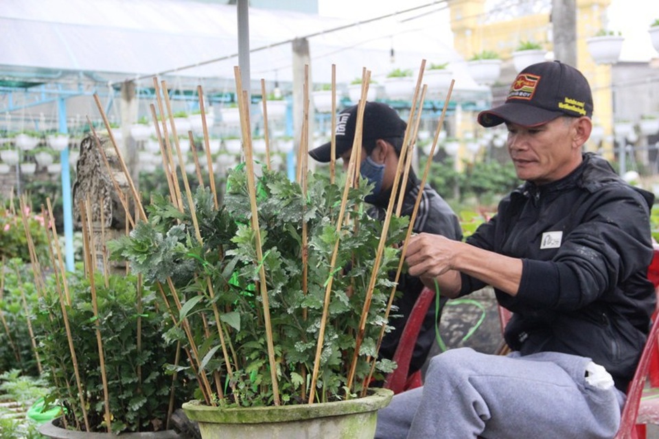 Làng hoa lâu đời nhất Quảng Trị tất bật chuẩn bị hoa Tết - 4 Vườn ông Hoàng Kim Trương huy động nhân lực chăm sóc hoa để cung cấp dịp Tết