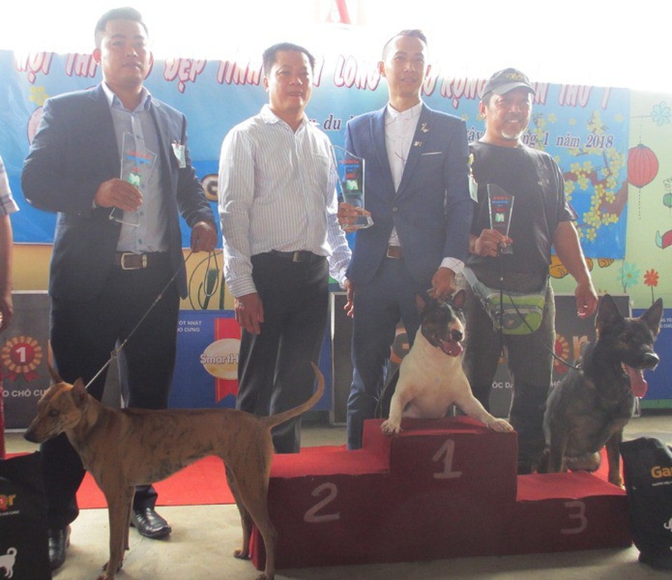 Tìm được “Hoa hậu” chó ở cuộc thi mở rộng lần thứ nhất năm 2017 - 3 Chú chó Mini Boll Terrier (giữa) của anh Trần Quang Trung đạt giải Nhất nhóm chó trên 10kg.