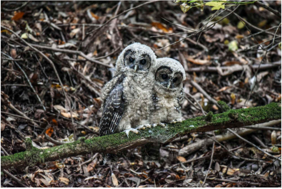 
Cú vị thành niên phía Bắc. (John P Dumbacher © 2017 Học viện Khoa học California).
