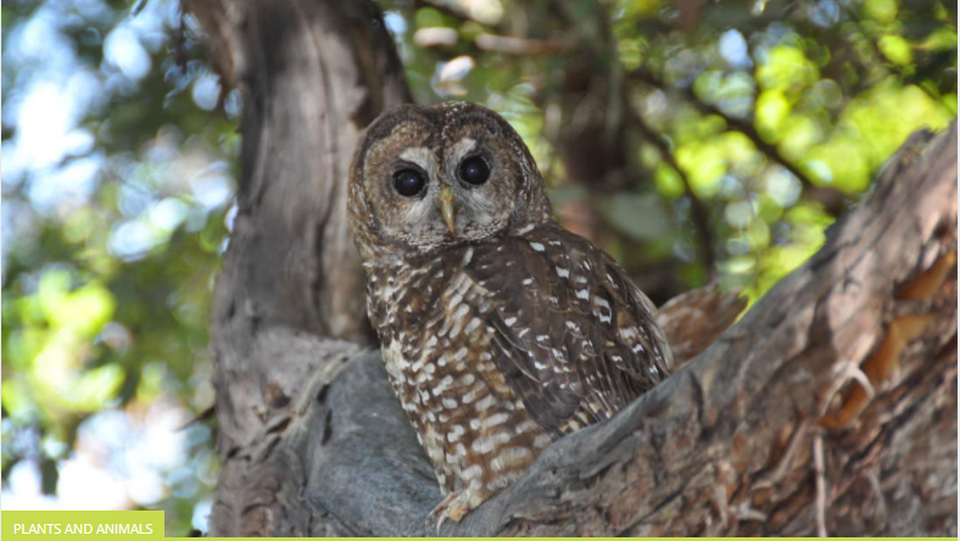 
Cú đốm phương Bắc, gần đây đã được đưa vào danh sách các loài động vật đang gặp nguy hiểm và cần được bảo tồn.
