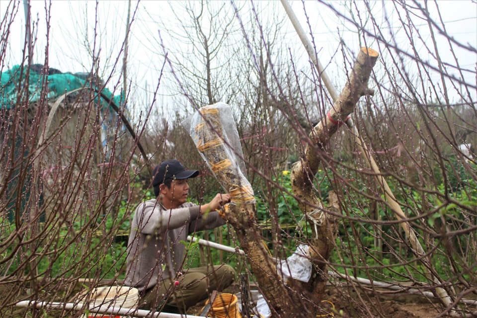Mua gốc đào rừng rồi ghép cành đào Nhật Tân, 1 vốn 10 lời mà vẫn tranh nhau mua - 5 Nhiều chủ vườn đào tại Nhật Tân cũng chuẩn bị đào ghép để phục vụ cho dịp Tết những năm sau. (Ảnh: Hồng Vân)