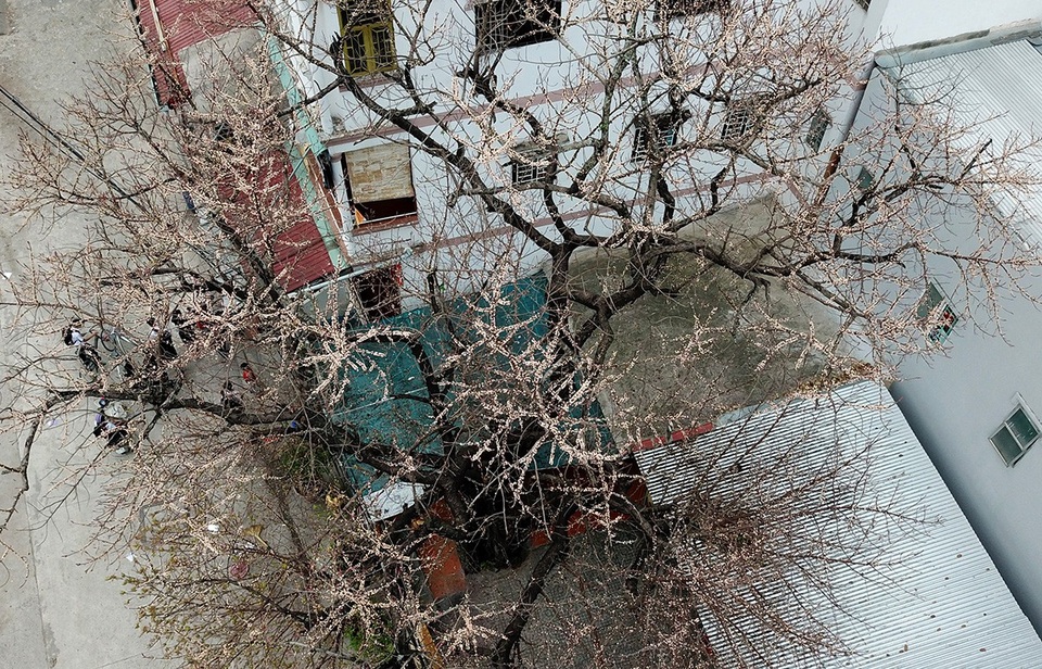 
Cây sộp tuổi đời trăm năm nằm trong ngôi miếu nhỏ trên đường Nguyễn Thị Kiêu, quận 12, TPHCM.
