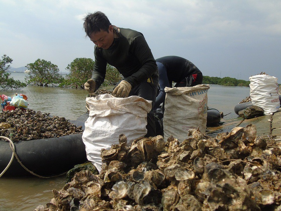 Gian nan cuộc sống mưu sinh nơi đáy sông - 3 Trung bình mỗi ngày, một người thợ khai thác được hơn 1 tạ hàu vỏ