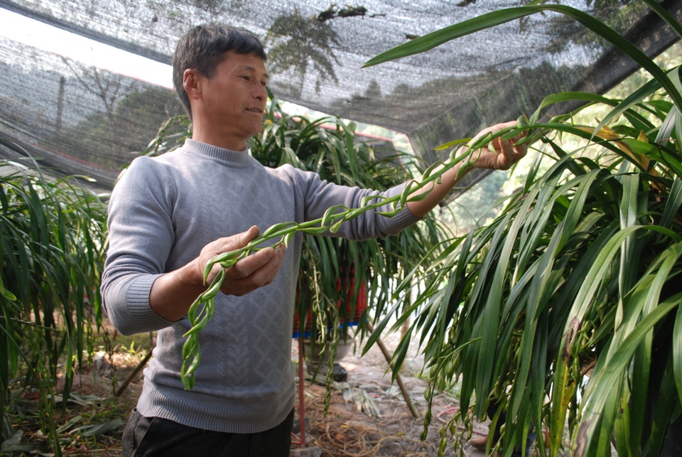 Sa Pa sơ tán loài hoa tiền triệu xuống núi tránh rét - 2 Sa Pa sơ tán loài hoa tiền triệu xuống núi tránh rét - 2