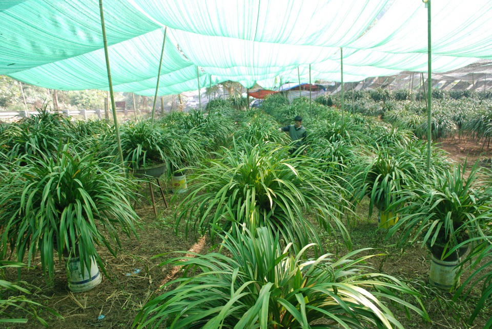 Sa Pa sơ tán loài hoa tiền triệu xuống núi tránh rét - 4
Những chậu hoa được đưa xuống vùng thấp và giăng lưới tránh mưa, sương, rét.