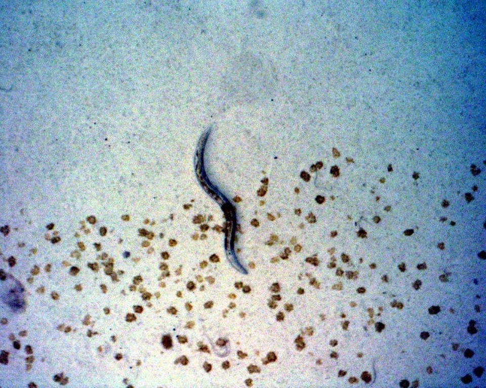 Loài giun ba giới tính phá vỡ các quy tắc di truyền điển hình - 2
Giun tròn Auanema rhodensis.
