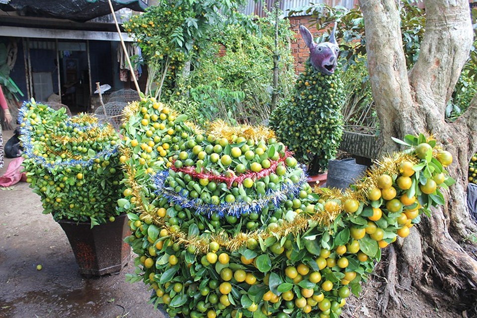 Hốt bạc nhờ “hóa phép” cây quất thành hình thù độc đáo - 2 Trung bình để làm một con chó hay hình thỏi vàng phải tốn từ 30 đến 50 cây quất tùy theo lớn, nhỏ