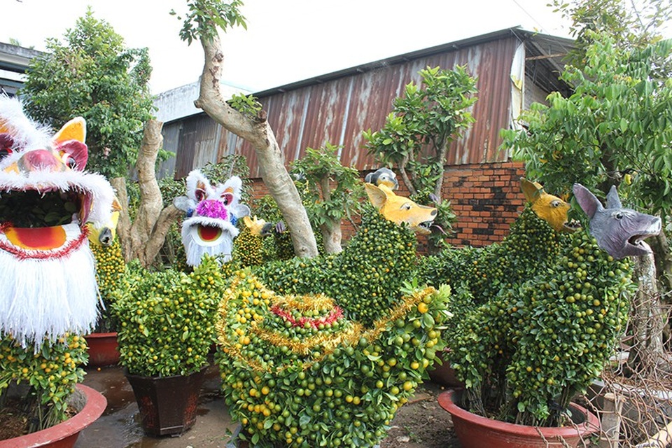 Hốt bạc nhờ “hóa phép” cây quất thành hình thù độc đáo - 3 Nhiều người dân làm cây cảnh hình thú, hình tháp rất độc đáo có giá bán khá cao