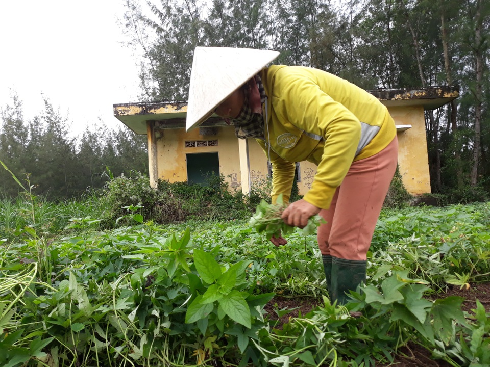 Hoang tàn "thành phố trong mơ" - 5 Người dân xã Tịnh Hòa canh tác tự phát tại khu tái định cư Hóc Xà - Đồng Lớn vì tiếc đất bị bỏ hoang