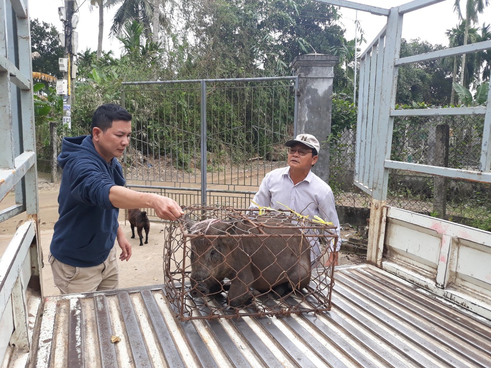 Quảng Ngãi: Kiếm hàng trăm triệu đồng từ nuôi heo rừng bán dịp Tết - 5 Mới đầu tháng Chạp nhưng số heo rừng lai đủ chuẩn xuất chuồng đã được khách đặt hàng gần hết