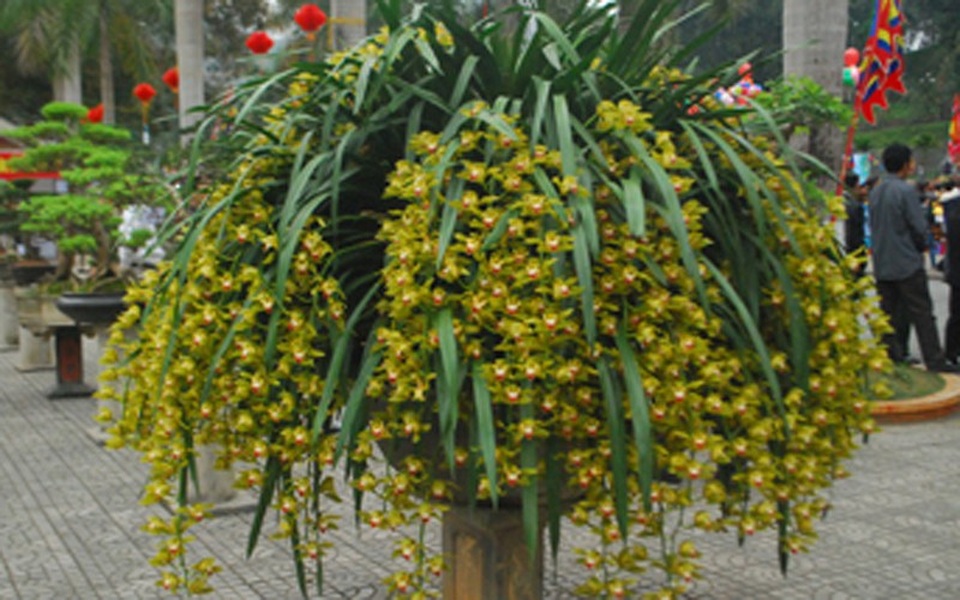 Sa Pa sơ tán loài hoa tiền triệu xuống núi tránh rét - 1
Một chậu hoa địa lan Trần Mộng tuyệt đẹp.