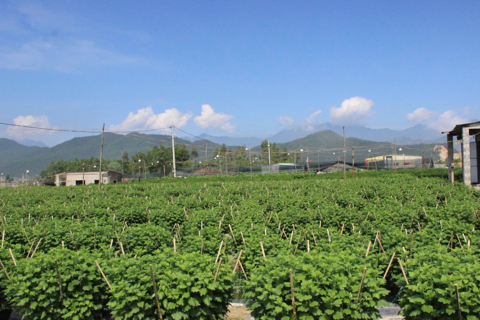 Người trồng hoa tất bật vào vụ Tết - 1 Hàng vạn chậu hoa xanh ngát phục vụ Tết Nguyên đán đang phát triển tốt khi thời tiết thuận lợi