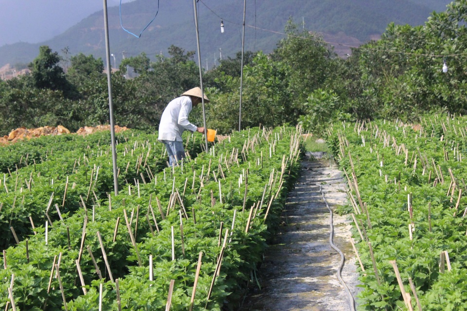 Người trồng hoa tất bật vào vụ Tết - 3 Dự báo, năm nay hoa sẽ nở kịp vào dịp Tết và được mùa