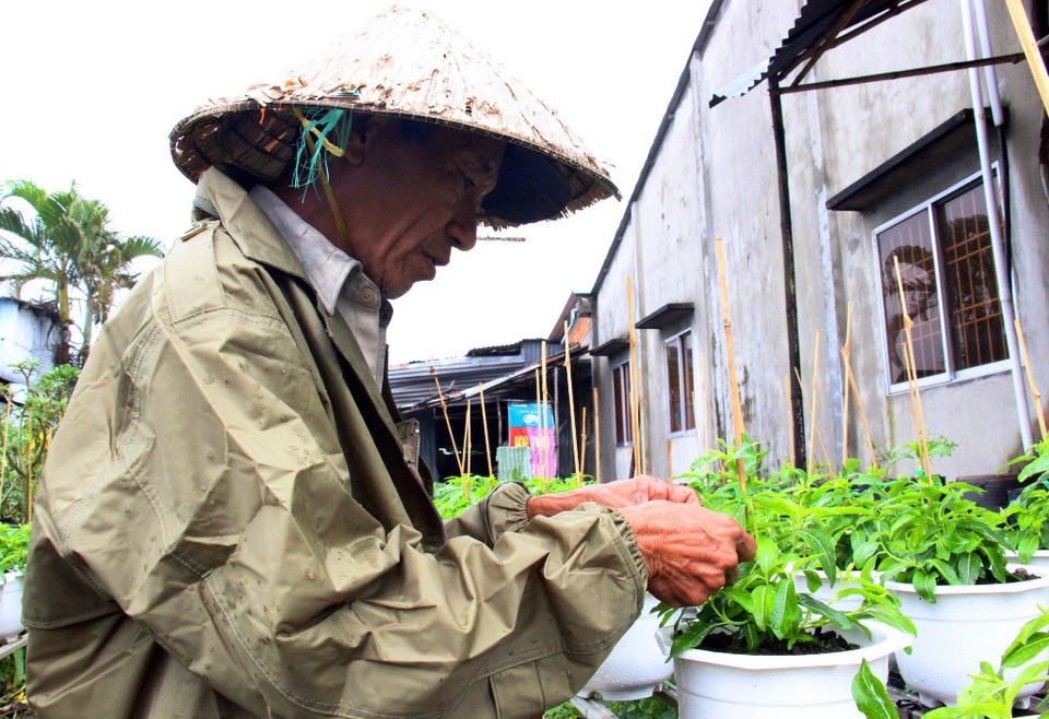 Chỉ còn khoảng 1 tháng nữa là đến tết, thế nhưng mấy ngày qua miền Tây liên tục có mưa lớn... Bà con trồng hoa lo lắng vô cùng, vì ngoài hoa gãy đổ, còn làm cây hoa ra không đúng vụ tết