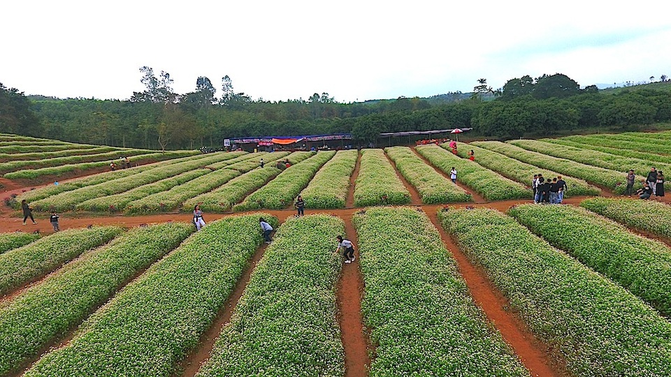 Chiêm ngưỡng vườn hoa Tam giác mạch đầu tiên ở xứ Nghệ - 5