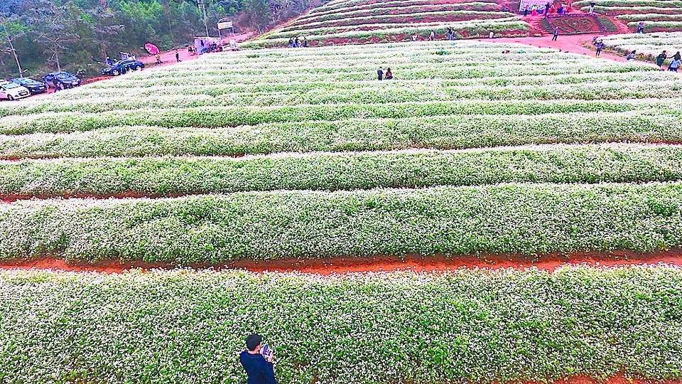 Chiêm ngưỡng vườn hoa Tam giác mạch đầu tiên ở xứ Nghệ - 4