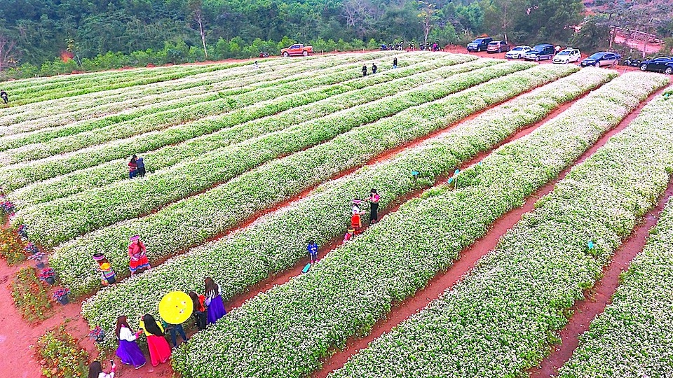 Chiêm ngưỡng vườn hoa Tam giác mạch đầu tiên ở xứ Nghệ - 3